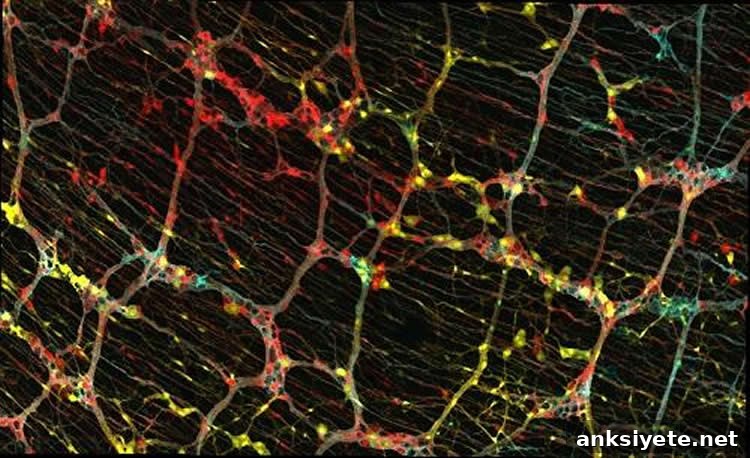 Image shows neurons.