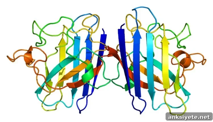 Image shows the structure of SOD1.