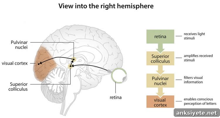 Learning to Read in Your 30s Rewires Your Brain 2 Image shows a brain.