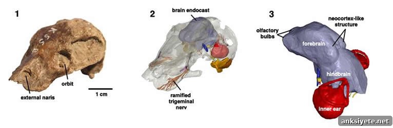 Image shows the skull of Kawingasaurus.