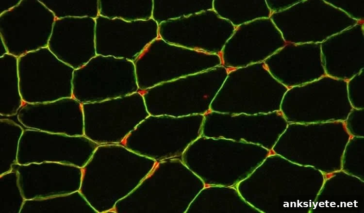 Cross section of a muscle biopsy showing blood vessels and laminin surrounding fibers