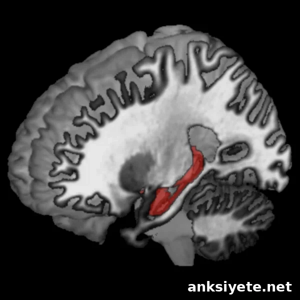 the hippocampus is shown