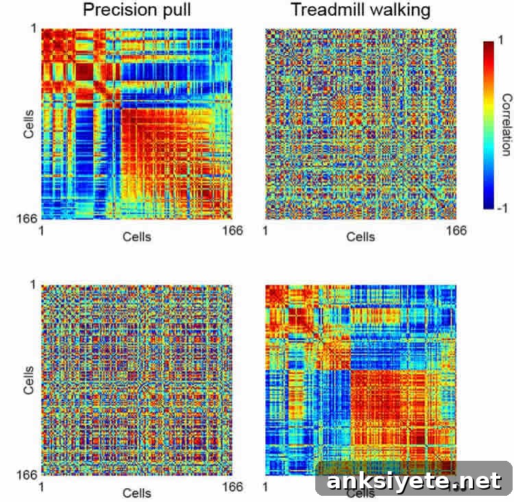 Image shows matrices of the neural activity.