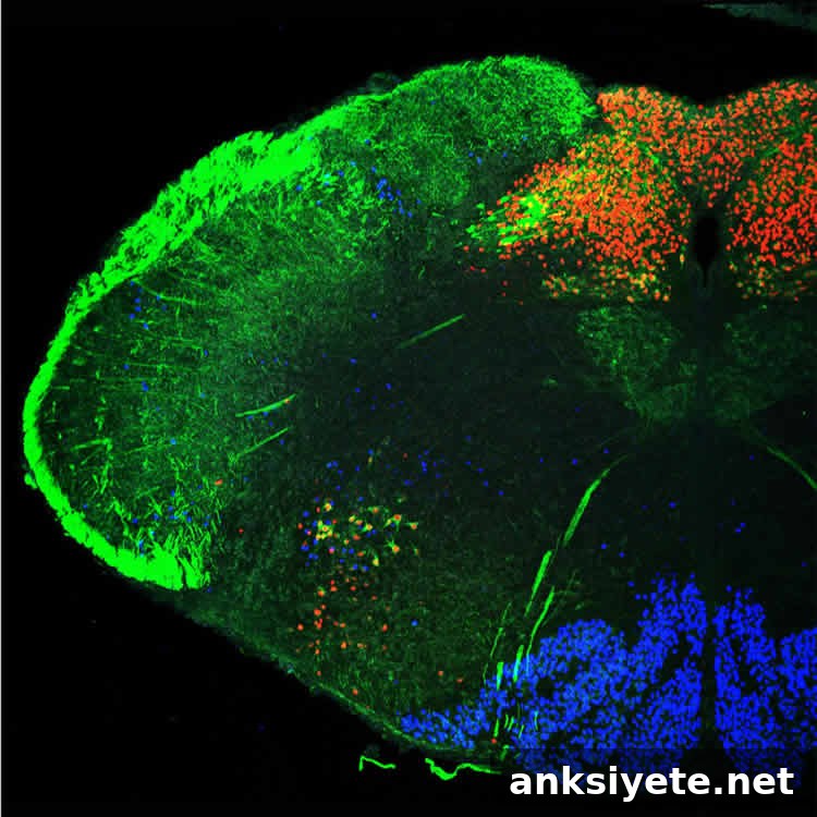 Transverse section of the hindbrain showing the nucleus of the solitary tract cells in red.