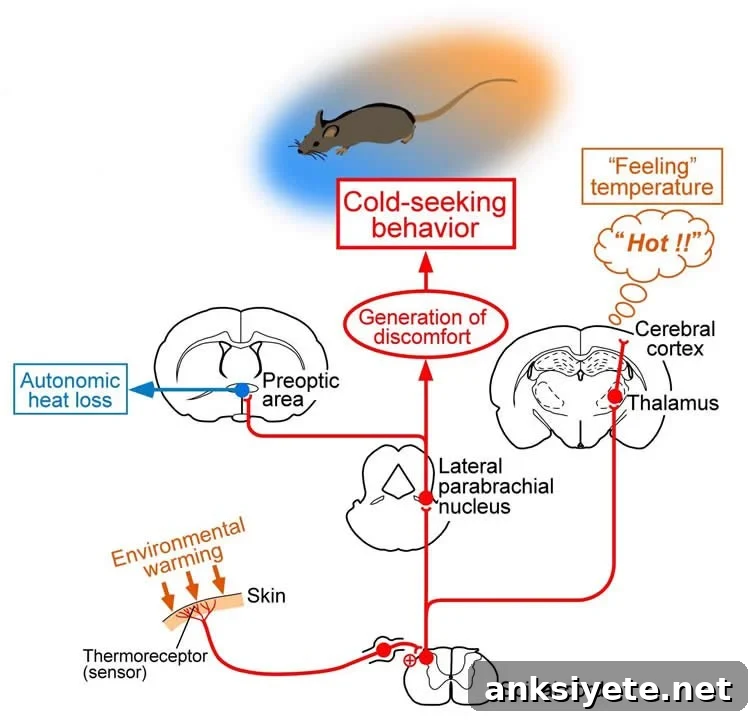 Diagram showing thermoreceptors in skin sending information to spinal cord and distinct brain pathways