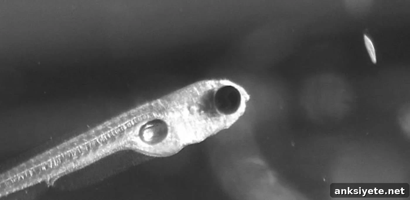 Image shows a zebrafish.