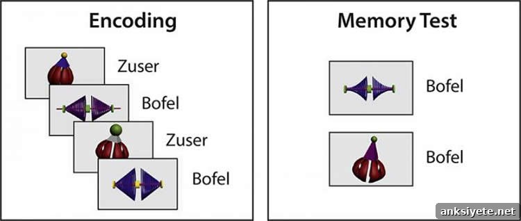 Image shows the object and associated term.