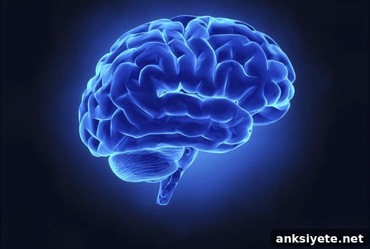 Brain image showing network organization