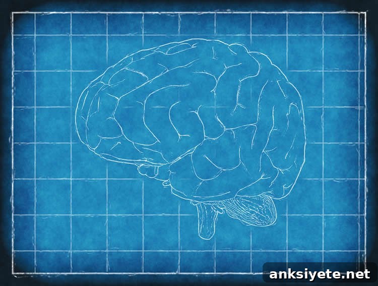 Image shows a brain.