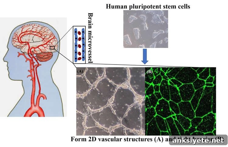 Image shows the blood-brain barrier.