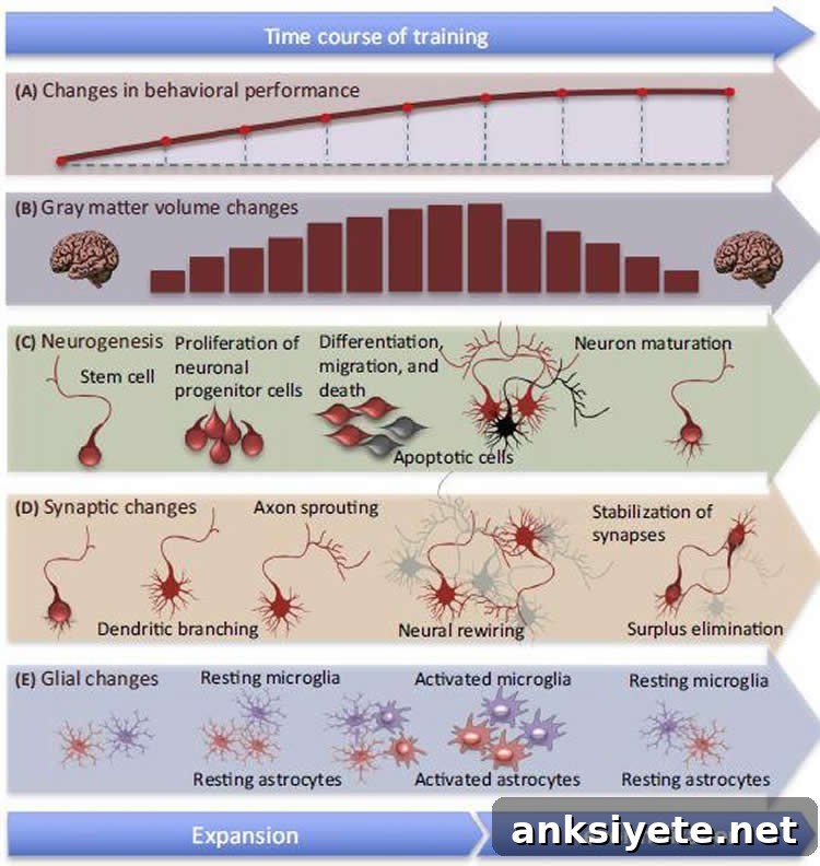 Schematic of cellular changes underlying gray matter volume expansion and renormalization