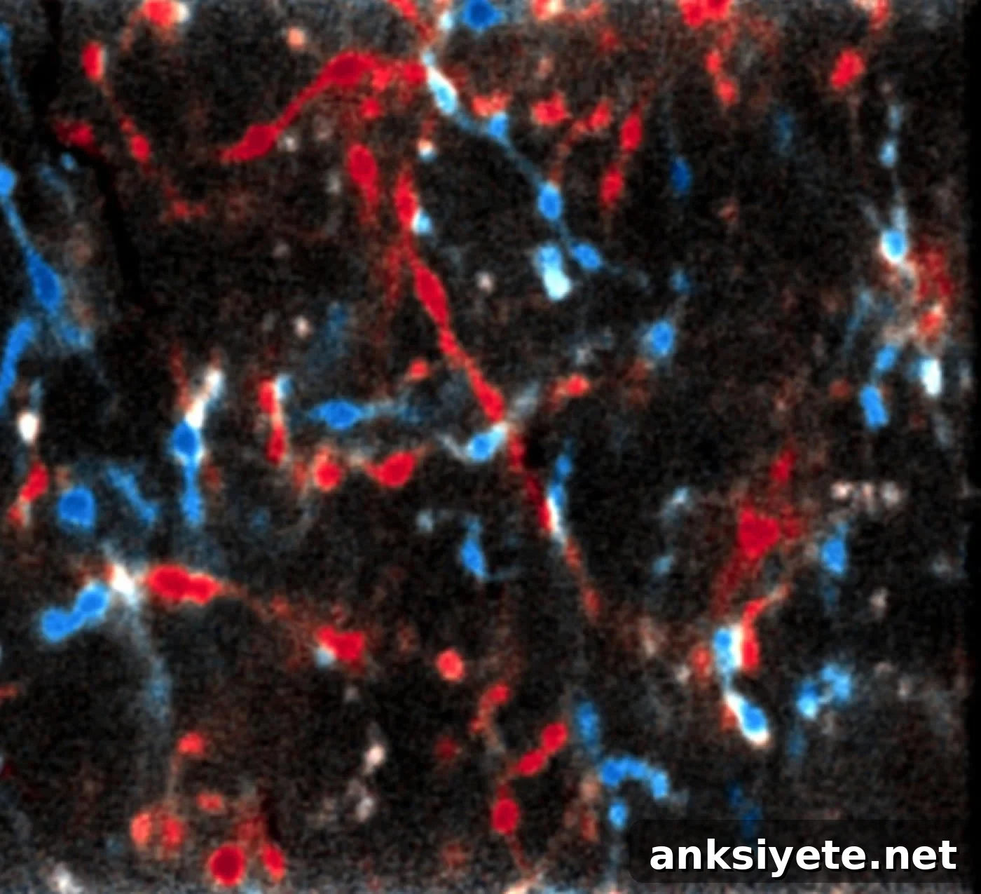 How the Thalamus Supports Learning in the Cerebrum 2 visual cortex neurons are shown