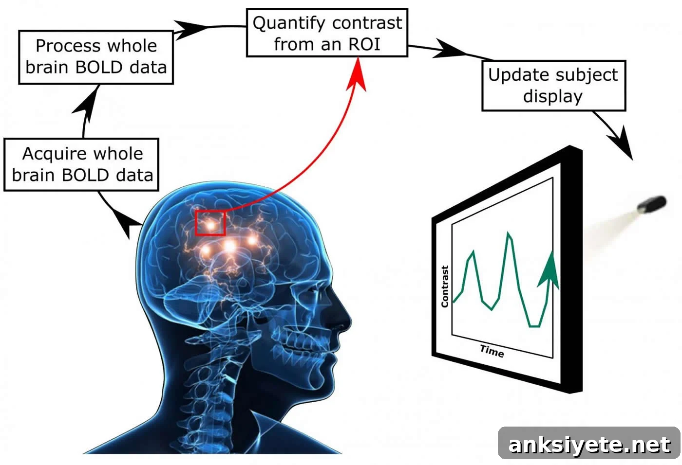neurofeedback diagram