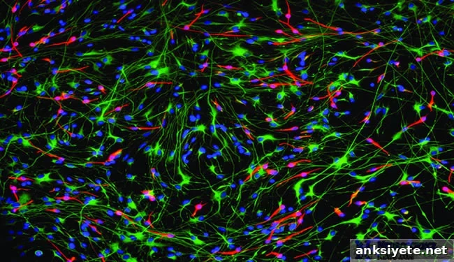 Brain Stem Cells
