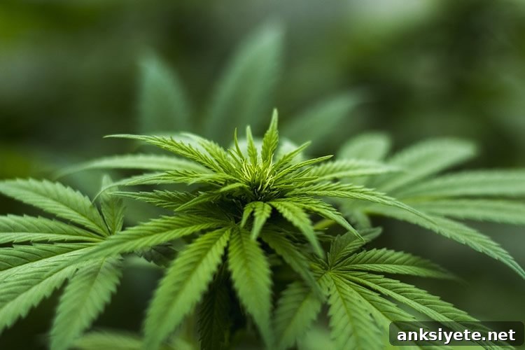 Image shows a cannabis plant.