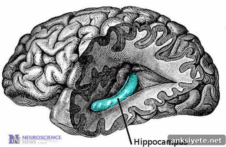 Image shows the hippocampus.