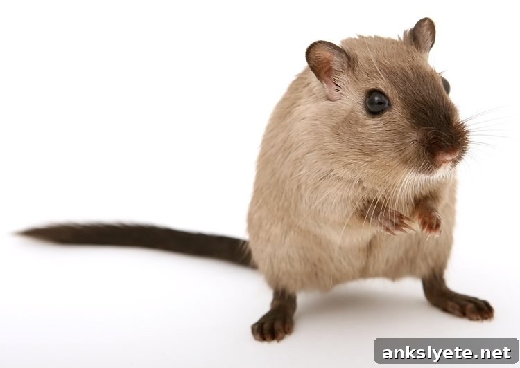 a mouse