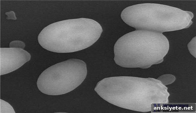 Yeast Helps Huntington's Disease Research