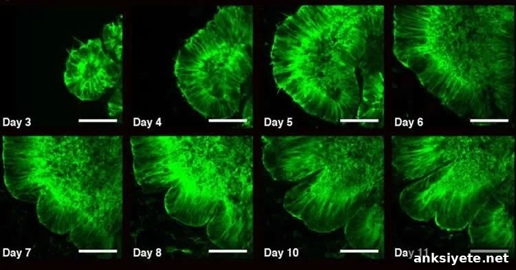 Fluorescence images of organoid development showing emerging wrinkles over days 3-11