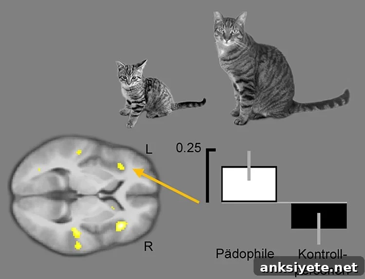 cat and brain scan