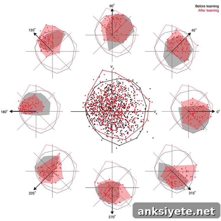 brain networks