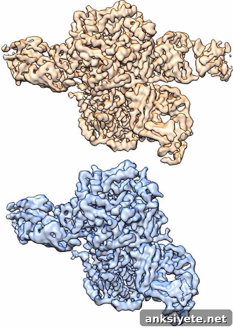 Three-dimensional structure of nicotinic acetylcholine receptor determined by cryo-EM