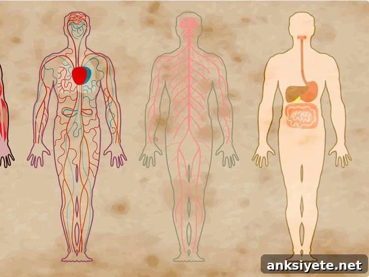 bodies