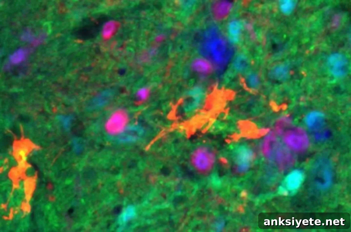 spinal cord v2a interneurons are shown