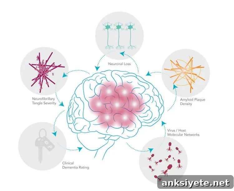 Herpes Virus Linked to Alzheimer's Disease Risk 3 a diagram shows how the virus affects the brain, leading to the development of Alzheimer's