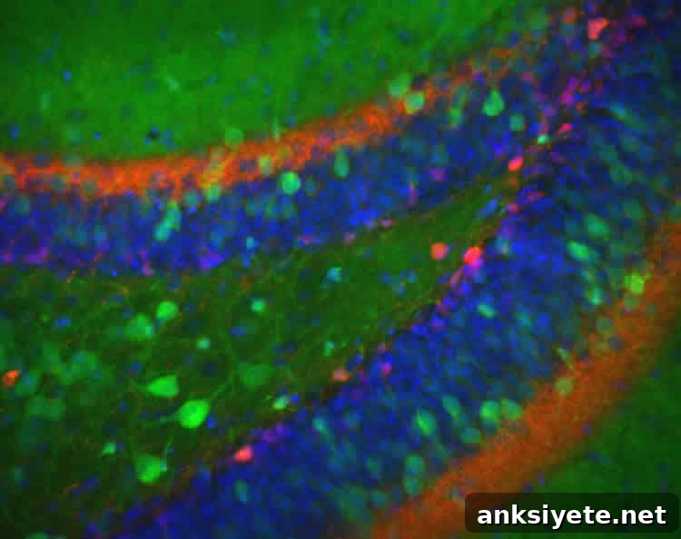 dentate gyrus