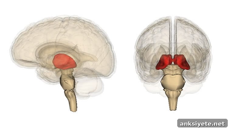 the thalamus
