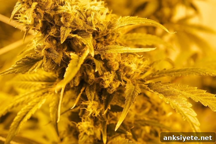 1 in 10 Heavy Cannabis Users Report Withdrawal After Quitting 2 cannabis