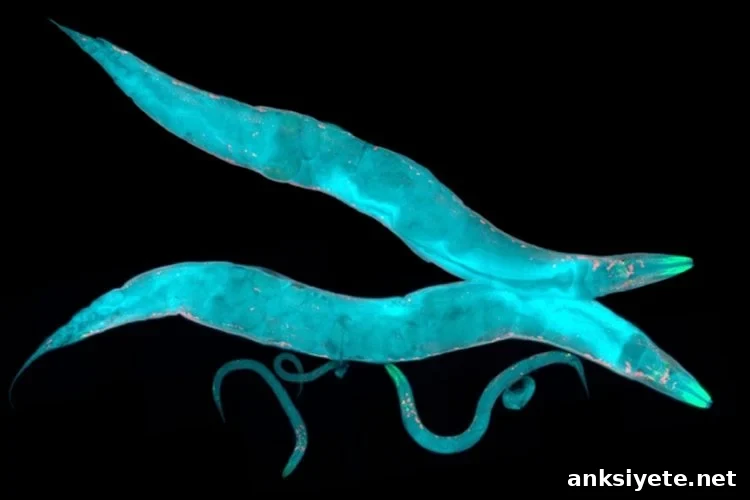 worms