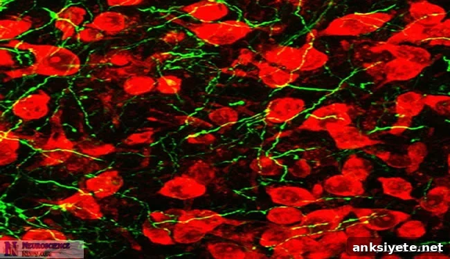 Nerve cells in the nucleus accumbens (red) receive input from amygdala fibers (green). Optogenetic stimulation of these nerve fibers produces a rewarding effect in mice.