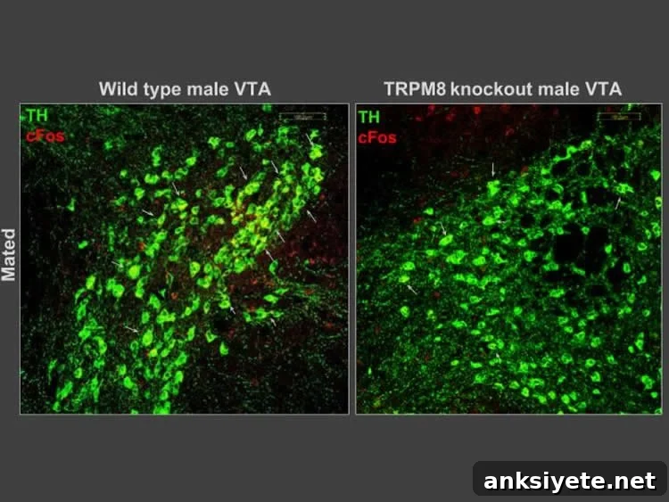 neurons in the VTA