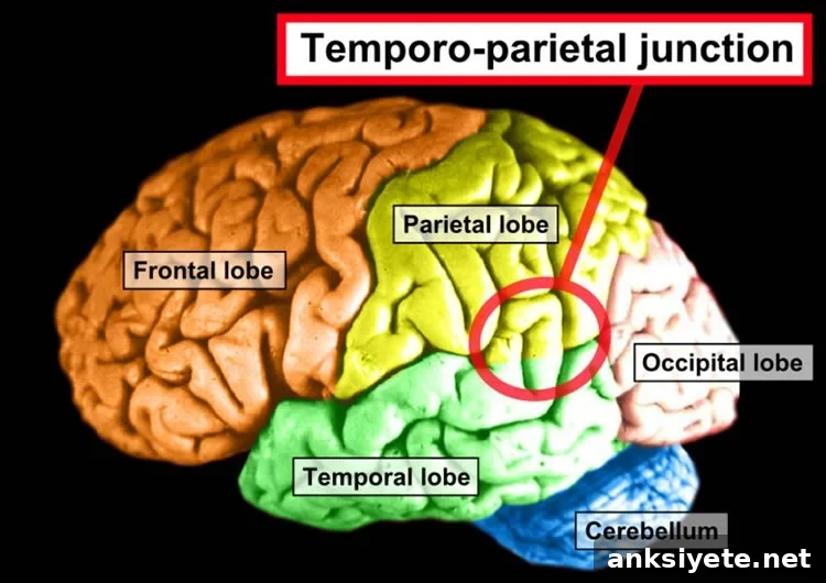 Brain diagram showing temporoparietal junction and amygdala connectivity