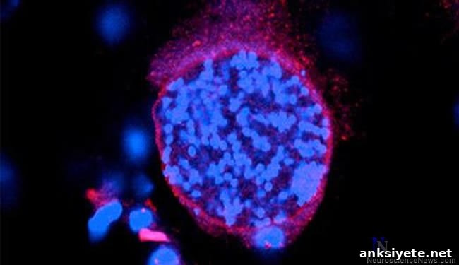 The brain parasite, Toxoplasma gondii, affects brain dopamine levels.