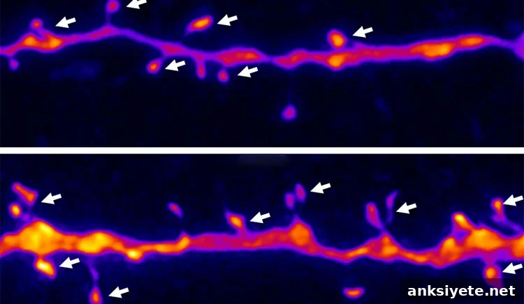 This shows how NV-5138 affects dendrites