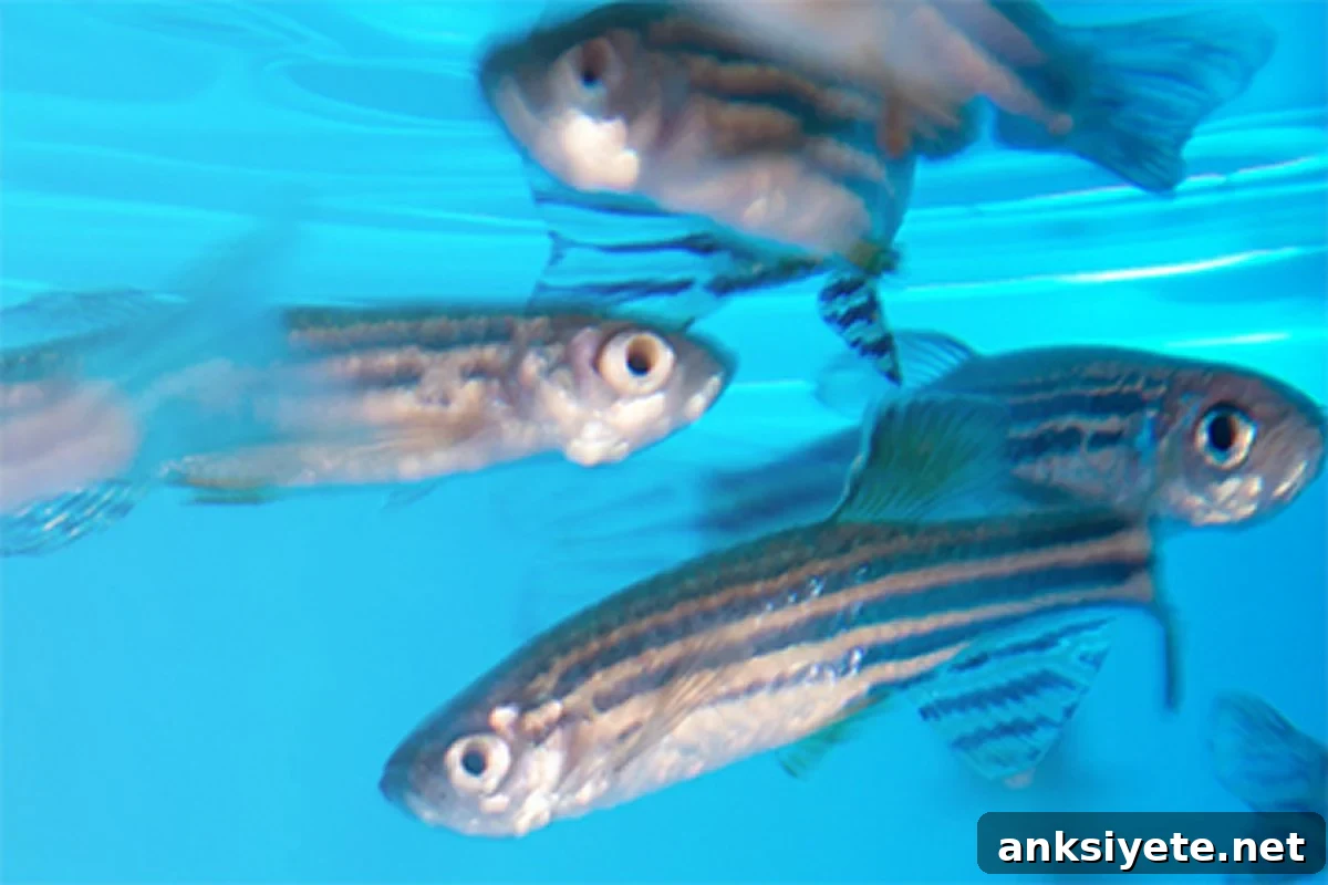 Zebrafish used in Alzheimer's research