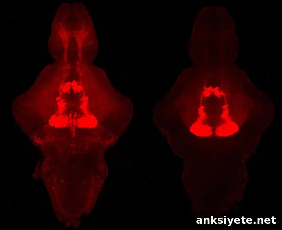 This shows neurons in the raphe