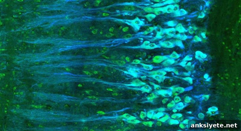 This shows a turtle's spinal cord neurons