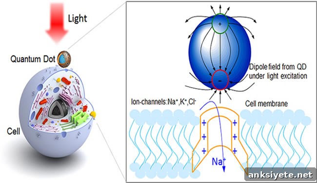 A quantum dot on a cell is shown.