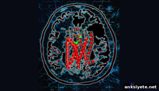 A brain image is shown.