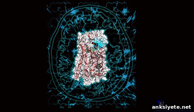 The neuroimage of the brain is shown. Details in caption.