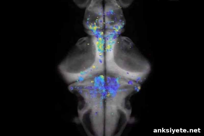 Neurons in a zebrafish brain recorded during decision making