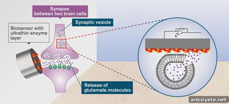 Surprising Roles of Glutamate in the Brain 2 This shows a glutamate receptor