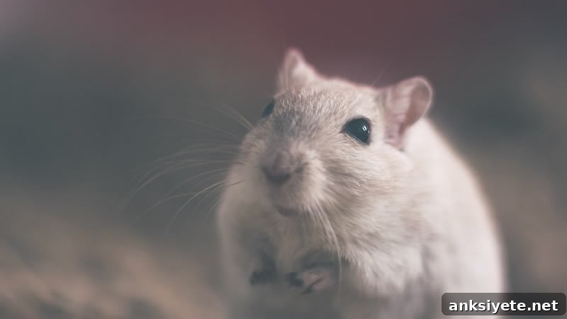 This shows a mouse