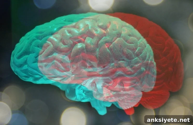 This shows a brain