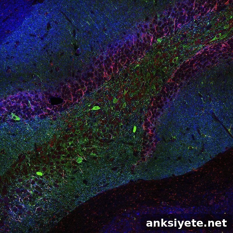 This shows neurons
