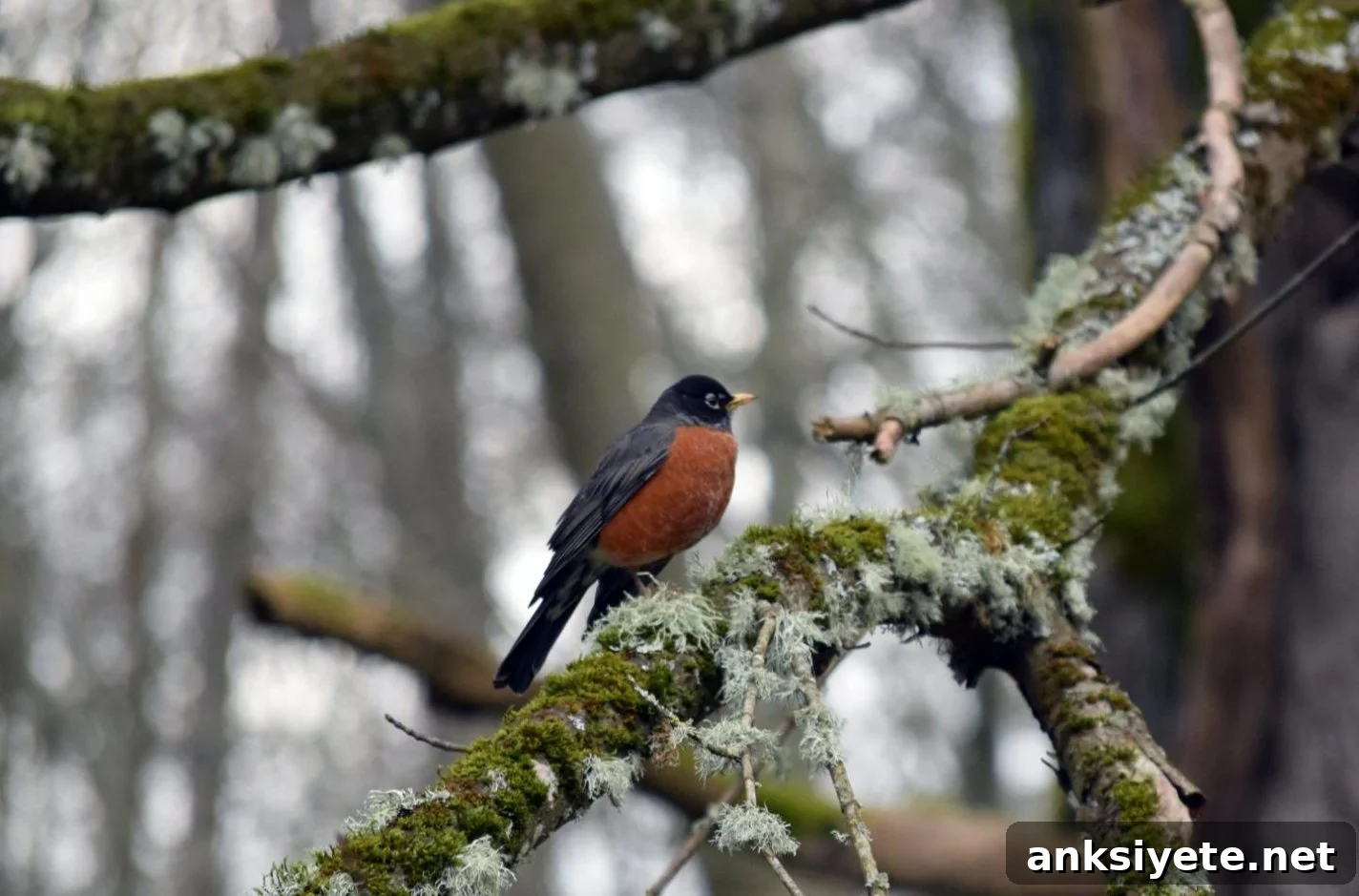 This is an american robin